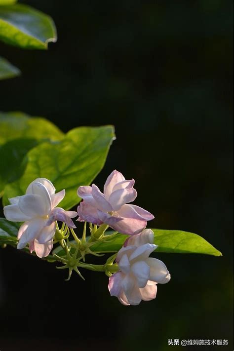 種茉莉花|盆栽茉莉花的種植方法和養護技巧，簡單5個步驟花兒滿枝頭